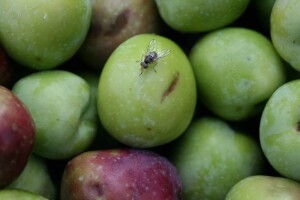 Oprez: Počeo let prve generacije maslinine muhe!