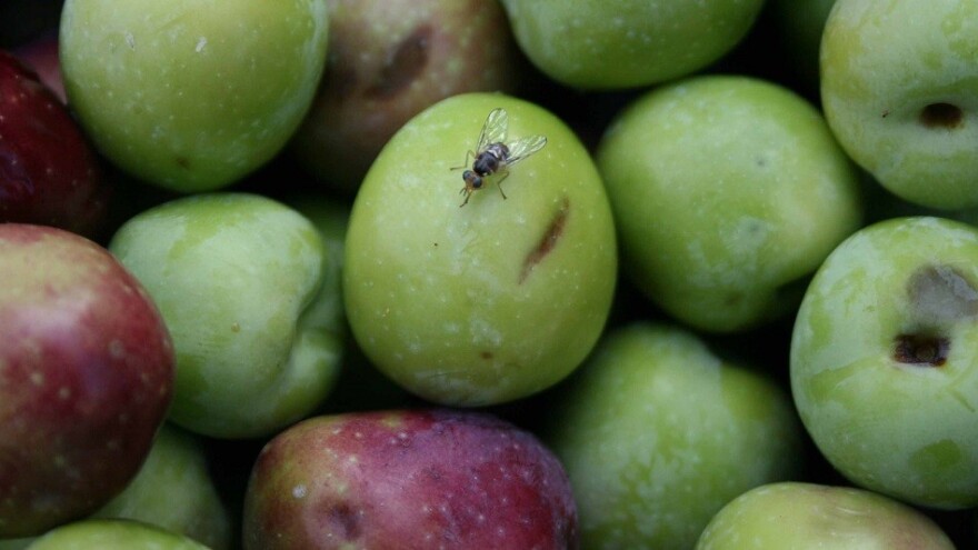 Oprez: Počeo let prve generacije maslinine muhe!