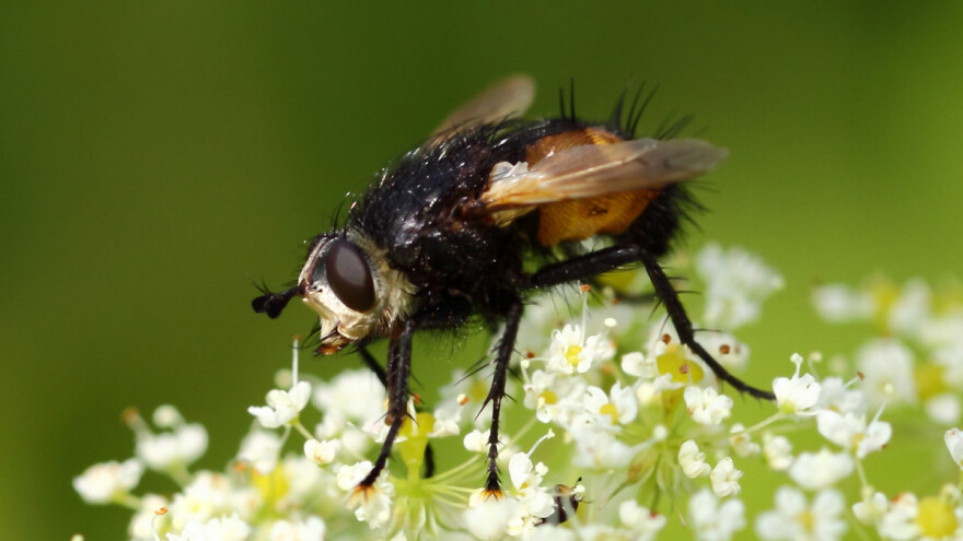 Muva guseničarka - mala, a korisna