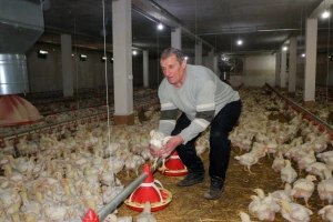 Koliko se isplati uzgoj pilića - ulaganja velika, a otkupna cijena niska?
