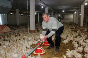 Koliko se isplati uzgoj pilića - ulaganja velika, a otkupna cijena niska?