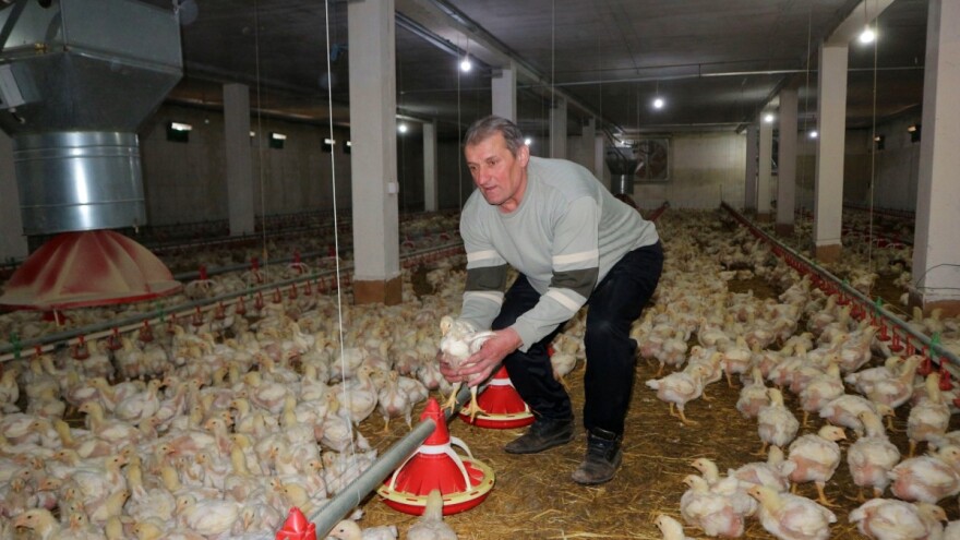 Koliko se isplati uzgoj pilića - ulaganja velika, a otkupna cijena niska?