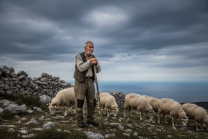 Muke ovčara: Na Cresu pronađene odsječene glave ovnova