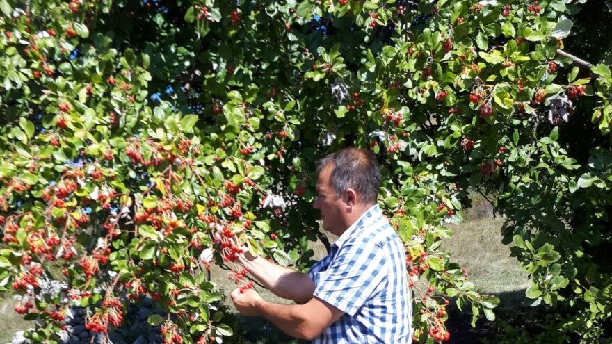 Posljednja mukinja u Dubokom dolu: izgubimo li šumske voćkarice, izgubit ćemo estetsku vrijednost šumskog ekosustava