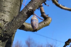 Uklonite mumije sa stabala: Poželjno je i krečenje pre proleća
