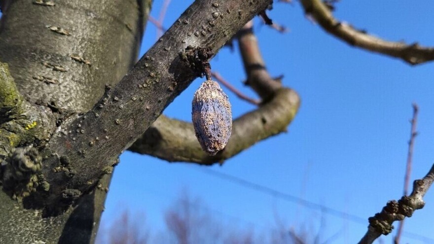 Uklonite mumije sa stabala: Poželjno je i krečenje pre proleća