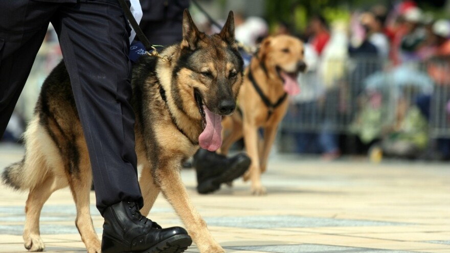 MUP objavio oglas - kupuju pse za potrebe ministarstva!