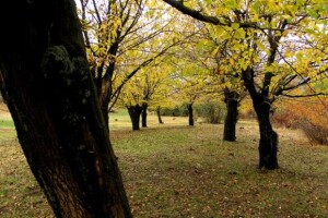 Skradin: nestaju murve stare i 200 godina