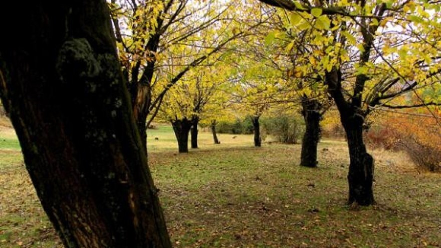 Skradin: nestaju murve stare i 200 godina
