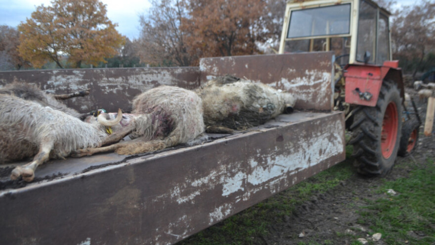Vukovi poklali ovce, odšteta upitna?