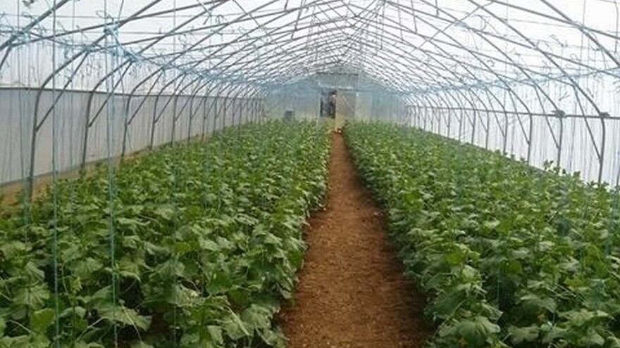 Proizvodnju uspješno organizovali i na kamenjaru