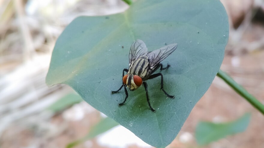 Kako otjerati muhe iz kuće i štale prirodnim sredstvima?