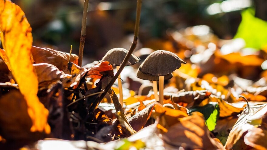 Dođite na 1. Slavonsku gljivarijadu!