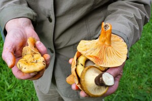 Žene poljoprivrednice i mladi iz okolice Foče imaju priliku za posao