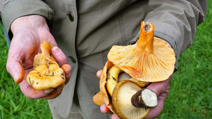 Žene poljoprivrednice i mladi iz okolice Foče imaju priliku za posao