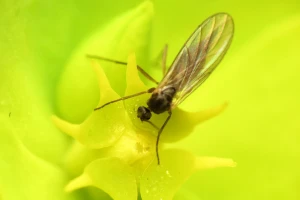 Tresetna mušica - štetočina u plastenicima