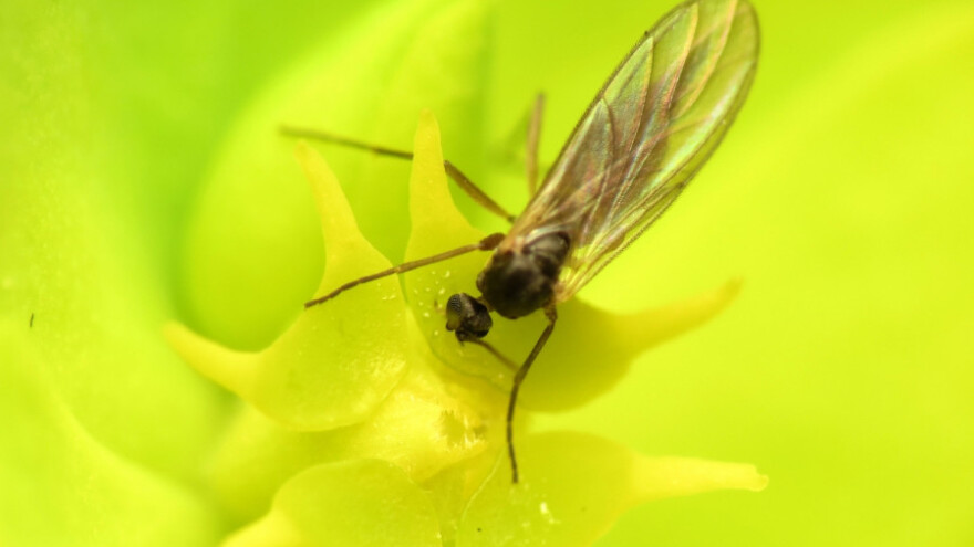 Tresetna mušica - štetočina u plastenicima