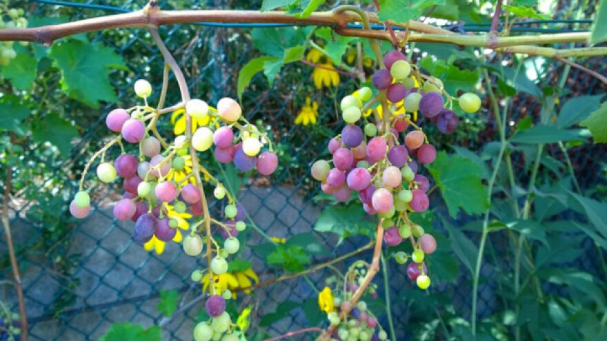 Grožđe koje se gaji bez pesticida