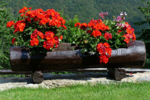 Prepoznajte i spriječite bolest pelargonije