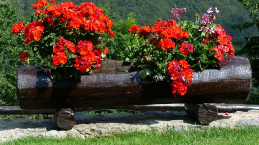 Prepoznajte i sprečite rđu pelargonije