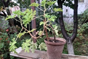 Nema slatka od šljiva bez rozetle - kako se stvarno ona koristi?