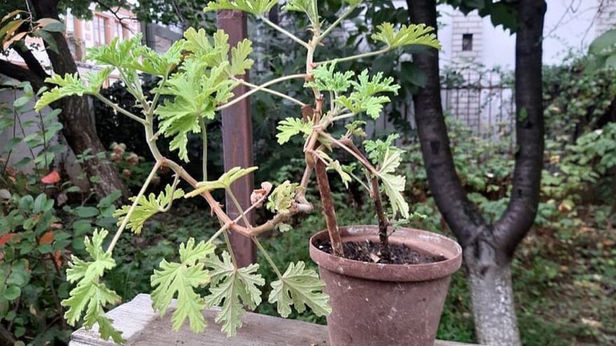 Nema slatka od šljiva bez rozetle - kako se stvarno ona koristi?