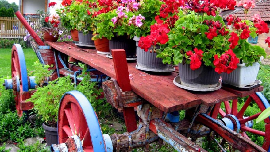 Kako se muškatle pripremaju za "zimski san"?