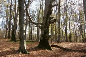 Gospodarenje šumama na području Slavonskog Broda
