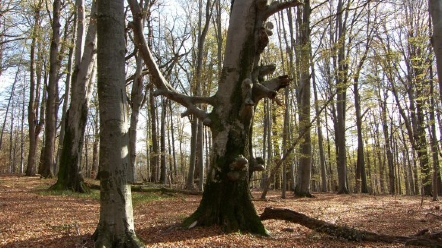Gospodarenje šumama na području Slavonskog Broda