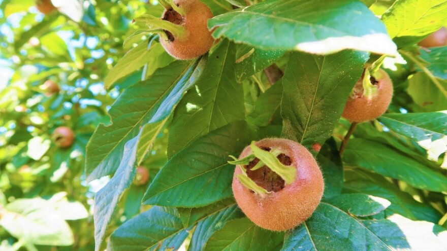 Mušmula, pomalo zaboravljena, a ljekovita kultura