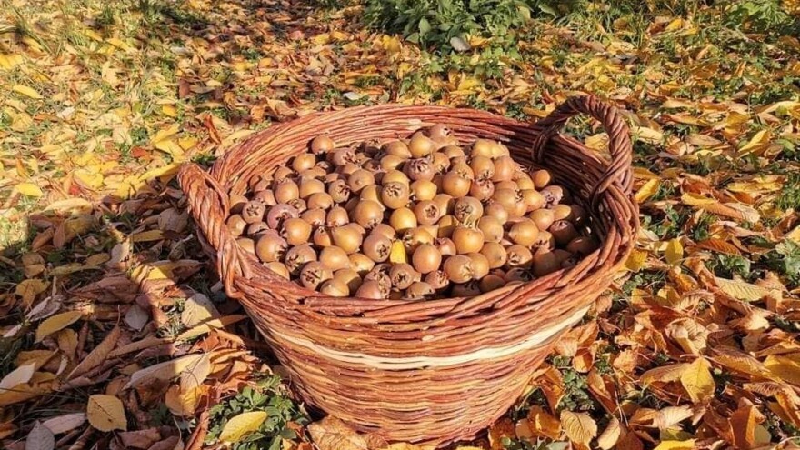 Od novinara i "Mušmuluk" - rakija od mušmule iz Topole