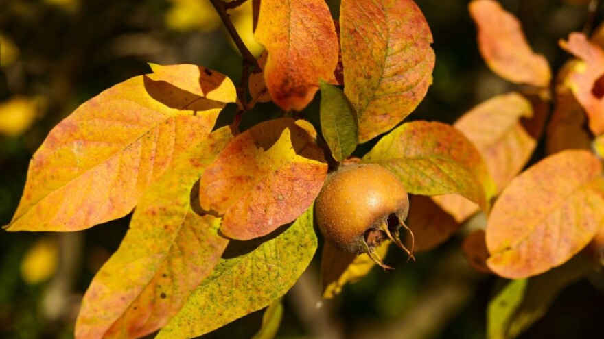 Horgoš: Uspešna proizvodnja mušmula