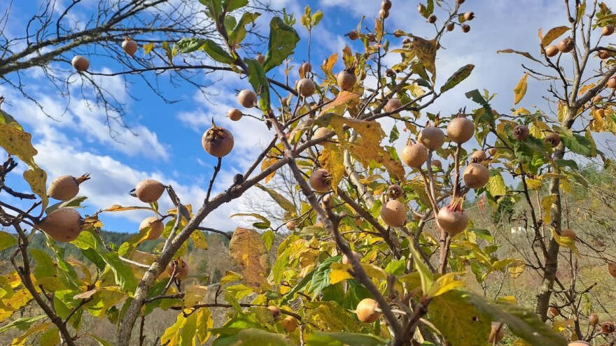 U višegradskom kraju samo jedna voćka nije izdala ove godine