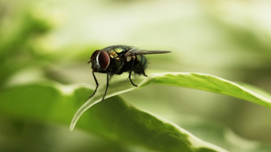 Riješite se muha na prirodan i jednostavan način