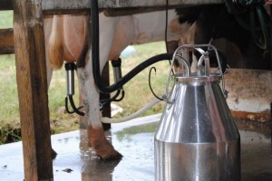 Obratite pažnju na higijenu muže, u cilju dobijanja mlijeka visokog kvaliteta