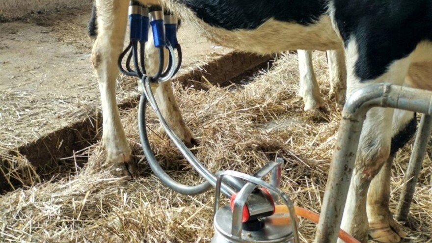 Isplaćeno oko 3 miliona KM za premije za mlijeko