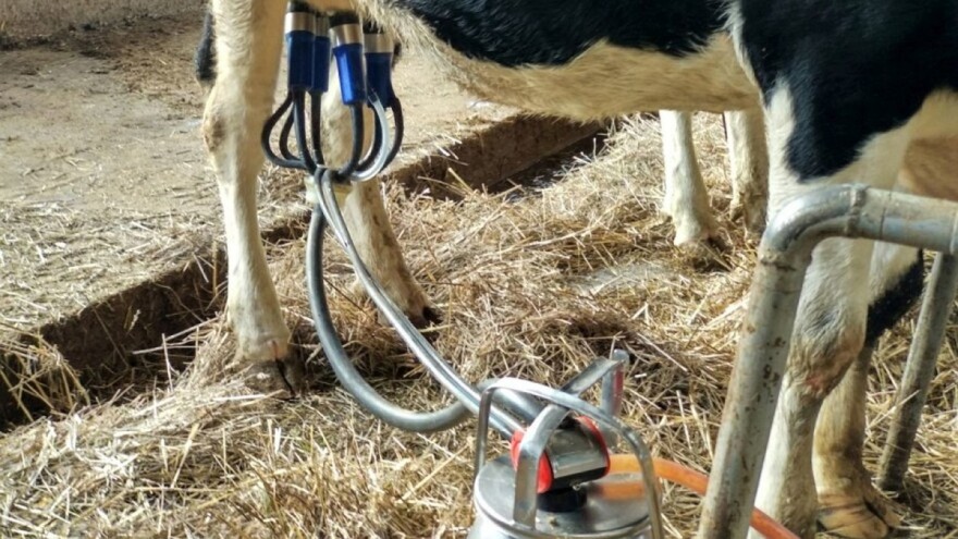 Isplaćeno preko 2 miliona KM za premije za mlijeko