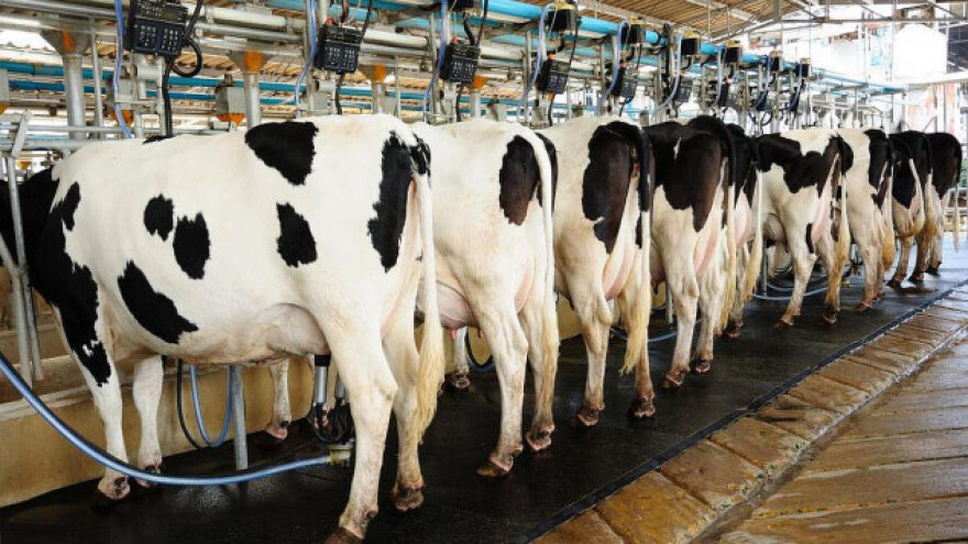 Ekstra klasom mleka do dodatnih subvencija