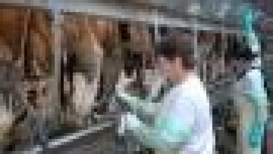 Smanjenjem otkupnih cijena mlijeka mljekare ruše razvoj mljekarstva