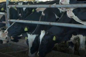 Farma krava - savremena tehnologija u službi proizvodnje