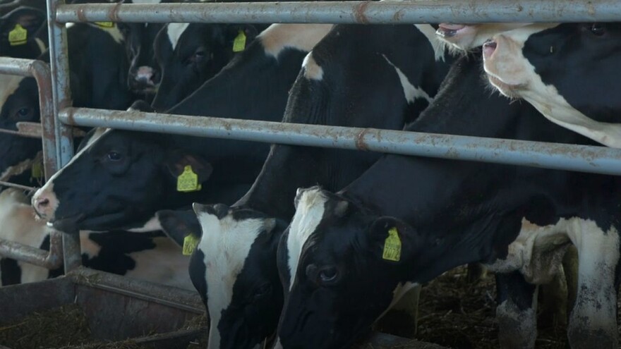 Farma krava - savremena tehnologija u službi proizvodnje