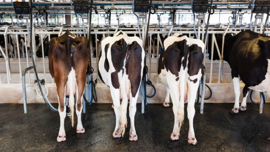 Kraj interventnog otkupa obranog mlijeka