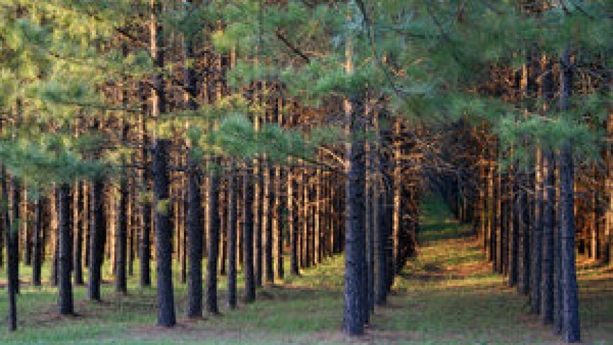 Standardi za drvne sortimente u EU