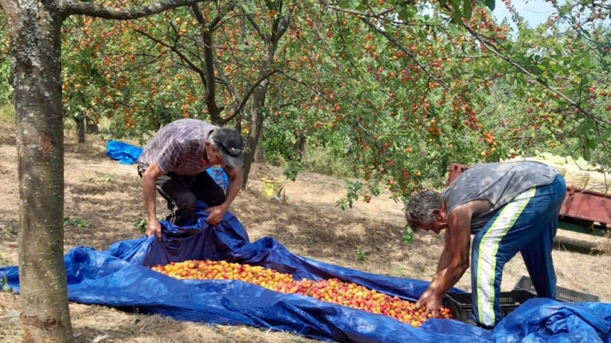 Ruska džanarika ima potencijal u organskoj proizvodnji, ali ne i cenovno?