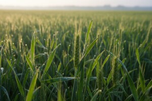 Na Bayer Expert Forumu predstavili zaštitu za ovu sezonu