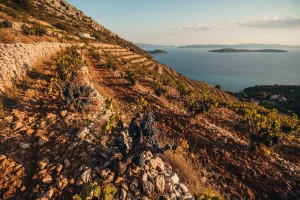 Na Hvaru kod Zlatana Plenkovića
