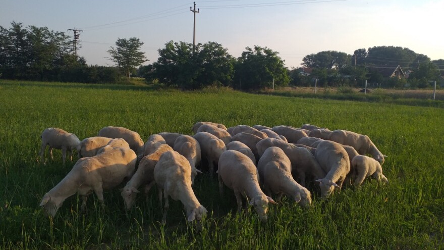 Prepodne radi u opštini, popodne sa ovcama