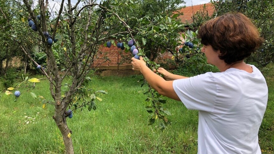 Na jugu Srbije počela berba stenleja, voćari nezadovoljni cenom