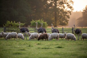 Na Katinom gospodarstvu uz ovce pasu i nojevi!