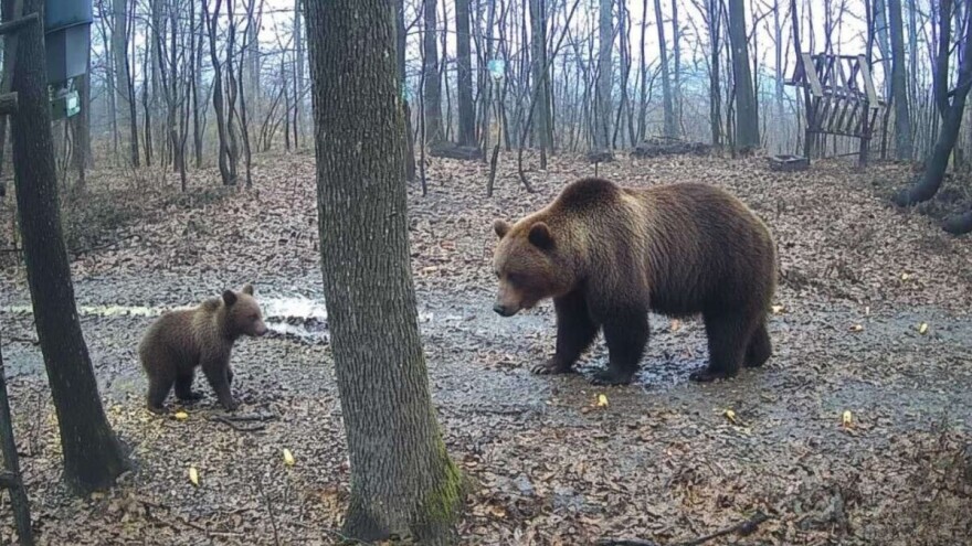 Na Majevici kod Lopara uočen prirast medvjeda